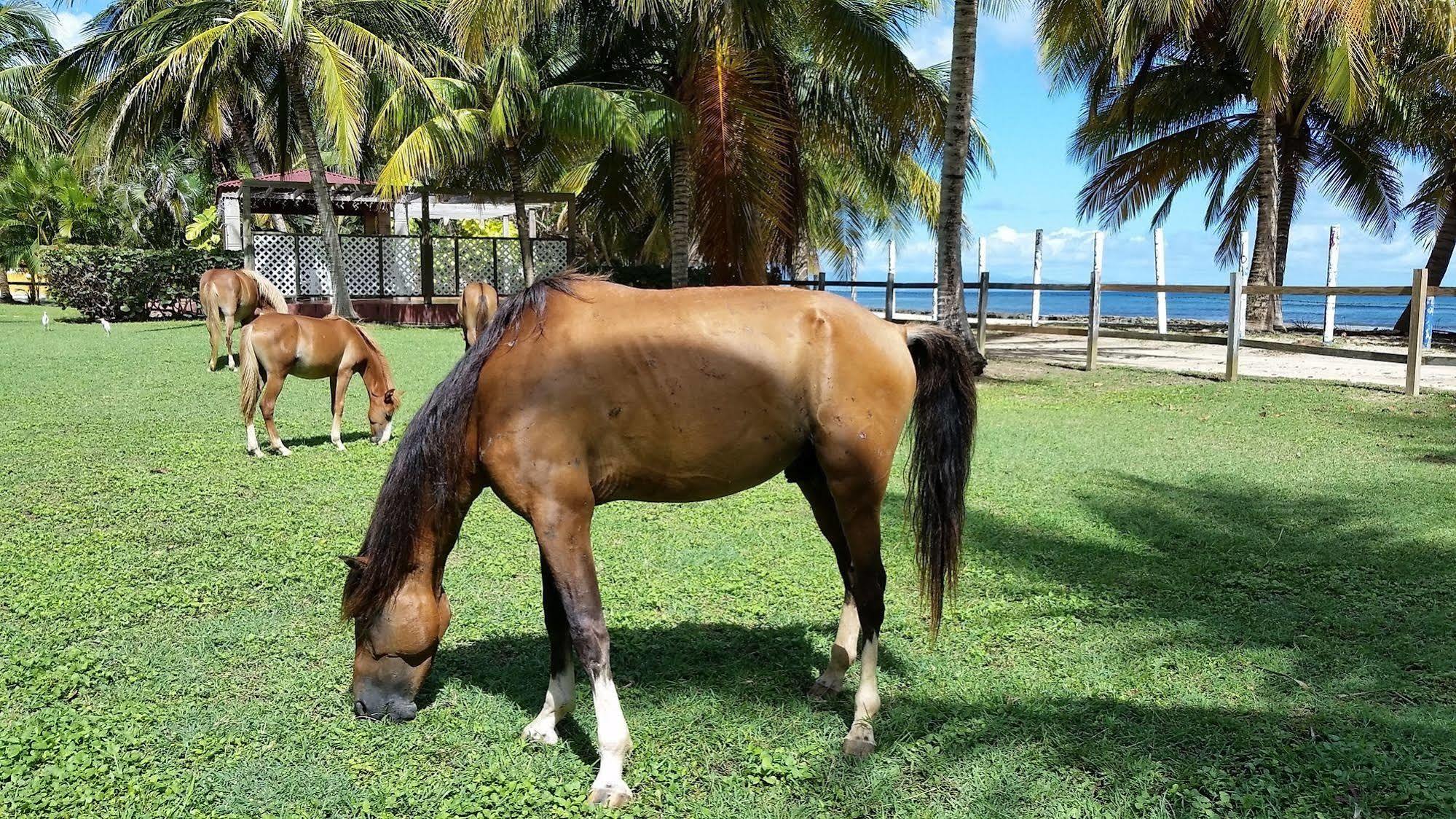 Ababor Suites Guesthouse Vieques Esterno foto